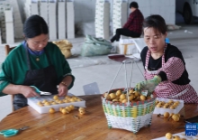 疾速追杀:芭蕾杀姬 安娜·德·阿玛斯 基努·里维斯_疾速追杀外传芭蕾杀姬